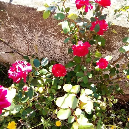 Homestay La Vecchia Mansarda Olbia