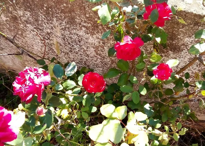 Homestay La Vecchia Mansarda Olbia